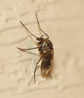 Midge - Procladius subgenus Holotanypus Species-level ID is probably not possible from photographs. 

Habitat: Attracted to a light in a semi-rural area Chironomidae,Geotagged,Holotanypus,Procladius,Procladius subgenus Holotanypus,Spring,United States,midge