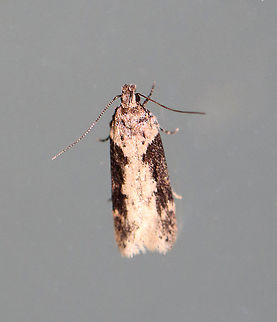 Black-smudged Chionodes - Chionodes mediofuscella TL: ~8 mm. Light brown forewing with dark brown shading in outer half. Pale antemedial line is edged black.

Habitat: Attracted to a 395 nm light in a semi-rural area

2020(52) Black-smudged chionodes moth,Chionodes mediofuscella,Geotagged,Spring,United States