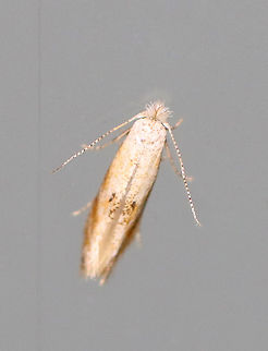 Moth - Bucculatrix Section IV (oak and birch family leafminers), possibly Bucculatrix packardella I think this might be Bucculatrix packardella, but am not certain.

Habitat: Attracted to a 395 nm light in a semi-rural area

2020(53) Bucculatrix,Bucculatrix Section IV,Bucculatrix packardella,Geotagged,Spring,United States,moth