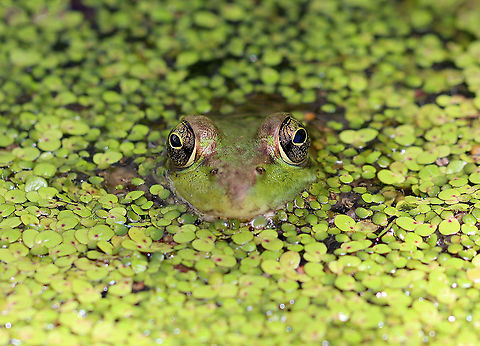 Green Frog - Lithobates clamitans This frog seemed so confident in its camouflage.

Habitat: Small pond
https://www.jungledragon.com/image/94995/green_frog_-_lithobates_clamitans.html Geotagged,Green frog,Lithobates,Lithobates clamitans,Spring,United States,frog