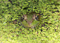 Green Frog - Lithobates clamitans This frog seemed so confident in its camouflage.<br />
<br />
Habitat: Small pond<br />
https://www.jungledragon.com/image/94995/green_frog_-_lithobates_clamitans.html Geotagged,Green frog,Lithobates,Lithobates clamitans,Spring,United States,frog