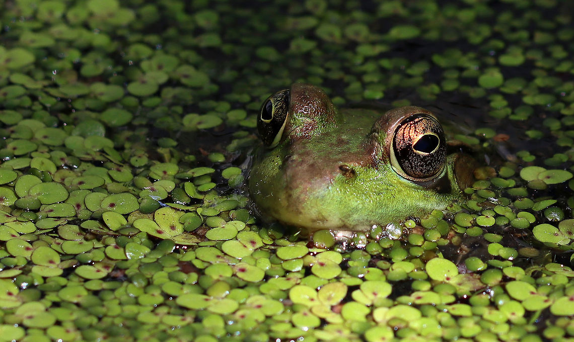 Green Frog - Lithobates clamitans This frog seemed so confident in its camouflage.<br />
<br />
Habitat: Small pond<br />
<figure class="photo"><a href="https://www.jungledragon.com/image/94994/green_frog_-_lithobates_clamitans.html" title="Green Frog - Lithobates clamitans"><img src="https://s3.amazonaws.com/media.jungledragon.com/images/3232/94994_thumb.jpg?AWSAccessKeyId=05GMT0V3GWVNE7GGM1R2&Expires=1767225610&Signature=EbZ2eq8eeVunEJXylqgM9V4nUAM%3D" width="200" height="146" alt="Green Frog - Lithobates clamitans This frog seemed so confident in its camouflage.<br />
<br />
Habitat: Small pond<br />
https://www.jungledragon.com/image/94995/green_frog_-_lithobates_clamitans.html Geotagged,Green frog,Lithobates,Lithobates clamitans,Spring,United States,frog" /></a></figure> Geotagged,Green frog,Lithobates,Lithobates clamitans,Spring,United States,frog