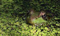 Green Frog - Lithobates clamitans This frog seemed so confident in its camouflage.<br />
<br />
Habitat: Small pond<br />
https://www.jungledragon.com/image/94994/green_frog_-_lithobates_clamitans.html Geotagged,Green frog,Lithobates,Lithobates clamitans,Spring,United States,frog