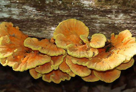 Chicken of the Woods - Laetiporus sulphureus My first time finding it in spring.

Habitat: Rotting oak; deciduous forest
https://www.jungledragon.com/image/94999/chicken_of_the_woods_-_laetiporus_sulphureus.html
https://www.jungledragon.com/image/94998/chicken_of_the_woods_-_laetiporus_sulphureus.html
https://www.jungledragon.com/image/94997/chicken_of_the_woods_-_laetiporus_sulphureus.html Geotagged,Laetiporus,Laetiporus sulphureus,Spring,United States,chicken of the woods