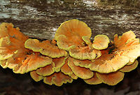 Chicken of the Woods - Laetiporus sulphureus My first time finding it in spring.<br />
<br />
Habitat: Rotting oak; deciduous forest<br />
https://www.jungledragon.com/image/94999/chicken_of_the_woods_-_laetiporus_sulphureus.html<br />
https://www.jungledragon.com/image/94998/chicken_of_the_woods_-_laetiporus_sulphureus.html<br />
https://www.jungledragon.com/image/94997/chicken_of_the_woods_-_laetiporus_sulphureus.html Geotagged,Laetiporus,Laetiporus sulphureus,Spring,United States,chicken of the woods