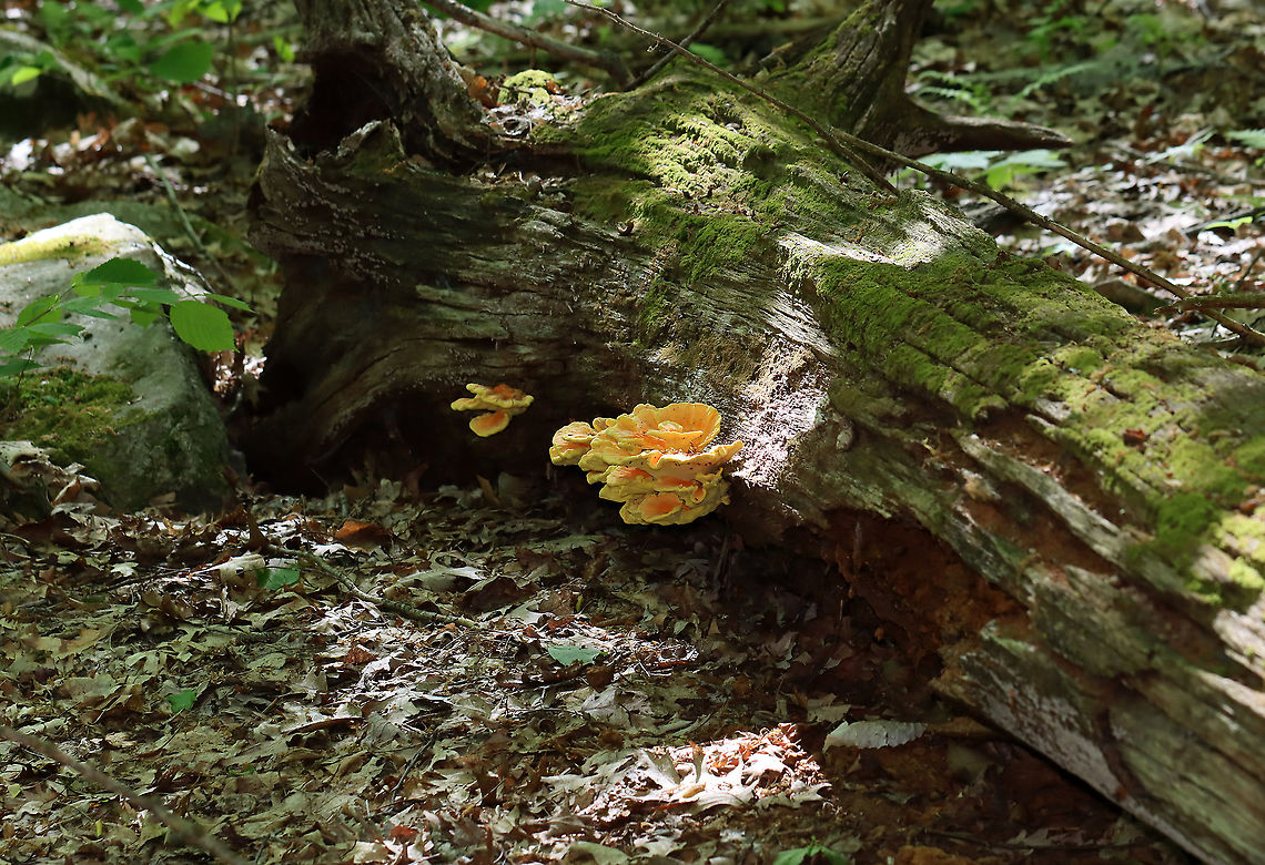 Chicken of the Woods - Laetiporus sulphureus My first time finding it in spring.<br />
<br />
Habitat: Rotting oak; deciduous forest<br />
<figure class="photo"><a href="https://www.jungledragon.com/image/94998/chicken_of_the_woods_-_laetiporus_sulphureus.html" title="Chicken of the Woods - Laetiporus sulphureus"><img src="https://s3.amazonaws.com/media.jungledragon.com/images/3232/94998_thumb.jpg?AWSAccessKeyId=05GMT0V3GWVNE7GGM1R2&Expires=1759968010&Signature=ft0pKQwpoBG0A225eMC2U6L0oVw%3D" width="200" height="138" alt="Chicken of the Woods - Laetiporus sulphureus My first time finding it in spring.<br />
<br />
Habitat: Rotting oak; deciduous forest<br />
https://www.jungledragon.com/image/94996/chicken_of_the_woods_-_laetiporus_sulphureus.html<br />
https://www.jungledragon.com/image/94999/chicken_of_the_woods_-_laetiporus_sulphureus.html<br />
https://www.jungledragon.com/image/94997/chicken_of_the_woods_-_laetiporus_sulphureus.html Geotagged,Laetiporus sulphureus,Spring,United States" /></a></figure><br />
<figure class="photo"><a href="https://www.jungledragon.com/image/94999/chicken_of_the_woods_-_laetiporus_sulphureus.html" title="Chicken of the Woods - Laetiporus sulphureus"><img src="https://s3.amazonaws.com/media.jungledragon.com/images/3232/94999_thumb.jpg?AWSAccessKeyId=05GMT0V3GWVNE7GGM1R2&Expires=1759968010&Signature=9nwQl%2Bu7kkHhT5D614Sn8faV96A%3D" width="200" height="154" alt="Chicken of the Woods - Laetiporus sulphureus My first time finding it in spring.<br />
<br />
Habitat: Rotting oak; deciduous forest<br />
https://www.jungledragon.com/image/94996/chicken_of_the_woods_-_laetiporus_sulphureus.html<br />
https://www.jungledragon.com/image/94998/chicken_of_the_woods_-_laetiporus_sulphureus.html<br />
https://www.jungledragon.com/image/94997/chicken_of_the_woods_-_laetiporus_sulphureus.html Geotagged,Laetiporus sulphureus,Spring,United States" /></a></figure><br />
<figure class="photo"><a href="https://www.jungledragon.com/image/94996/chicken_of_the_woods_-_laetiporus_sulphureus.html" title="Chicken of the Woods - Laetiporus sulphureus"><img src="https://s3.amazonaws.com/media.jungledragon.com/images/3232/94996_thumb.jpg?AWSAccessKeyId=05GMT0V3GWVNE7GGM1R2&Expires=1759968010&Signature=Bhq1NRxux%2Fcix4hjO73hM8VM7%2BU%3D" width="200" height="136" alt="Chicken of the Woods - Laetiporus sulphureus My first time finding it in spring.<br />
<br />
Habitat: Rotting oak; deciduous forest<br />
https://www.jungledragon.com/image/94999/chicken_of_the_woods_-_laetiporus_sulphureus.html<br />
https://www.jungledragon.com/image/94998/chicken_of_the_woods_-_laetiporus_sulphureus.html<br />
https://www.jungledragon.com/image/94997/chicken_of_the_woods_-_laetiporus_sulphureus.html Geotagged,Laetiporus,Laetiporus sulphureus,Spring,United States,chicken of the woods" /></a></figure> Geotagged,Laetiporus sulphureus,Spring,United States