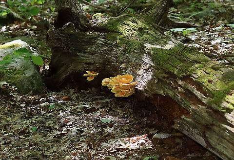 Chicken of the Woods - Laetiporus sulphureus My first time finding it in spring.

Habitat: Rotting oak; deciduous forest
https://www.jungledragon.com/image/94998/chicken_of_the_woods_-_laetiporus_sulphureus.html
https://www.jungledragon.com/image/94999/chicken_of_the_woods_-_laetiporus_sulphureus.html
https://www.jungledragon.com/image/94996/chicken_of_the_woods_-_laetiporus_sulphureus.html Geotagged,Laetiporus sulphureus,Spring,United States