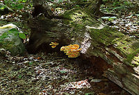 Chicken of the Woods - Laetiporus sulphureus My first time finding it in spring.<br />
<br />
Habitat: Rotting oak; deciduous forest<br />
https://www.jungledragon.com/image/94998/chicken_of_the_woods_-_laetiporus_sulphureus.html<br />
https://www.jungledragon.com/image/94999/chicken_of_the_woods_-_laetiporus_sulphureus.html<br />
https://www.jungledragon.com/image/94996/chicken_of_the_woods_-_laetiporus_sulphureus.html Geotagged,Laetiporus sulphureus,Spring,United States