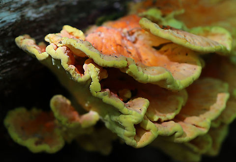 Chicken of the Woods - Laetiporus sulphureus My first time finding it in spring.

Habitat: Rotting oak; deciduous forest
https://www.jungledragon.com/image/94996/chicken_of_the_woods_-_laetiporus_sulphureus.html
https://www.jungledragon.com/image/94999/chicken_of_the_woods_-_laetiporus_sulphureus.html
https://www.jungledragon.com/image/94997/chicken_of_the_woods_-_laetiporus_sulphureus.html Geotagged,Laetiporus sulphureus,Spring,United States