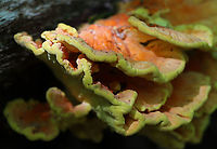 Chicken of the Woods - Laetiporus sulphureus My first time finding it in spring.<br />
<br />
Habitat: Rotting oak; deciduous forest<br />
https://www.jungledragon.com/image/94996/chicken_of_the_woods_-_laetiporus_sulphureus.html<br />
https://www.jungledragon.com/image/94999/chicken_of_the_woods_-_laetiporus_sulphureus.html<br />
https://www.jungledragon.com/image/94997/chicken_of_the_woods_-_laetiporus_sulphureus.html Geotagged,Laetiporus sulphureus,Spring,United States