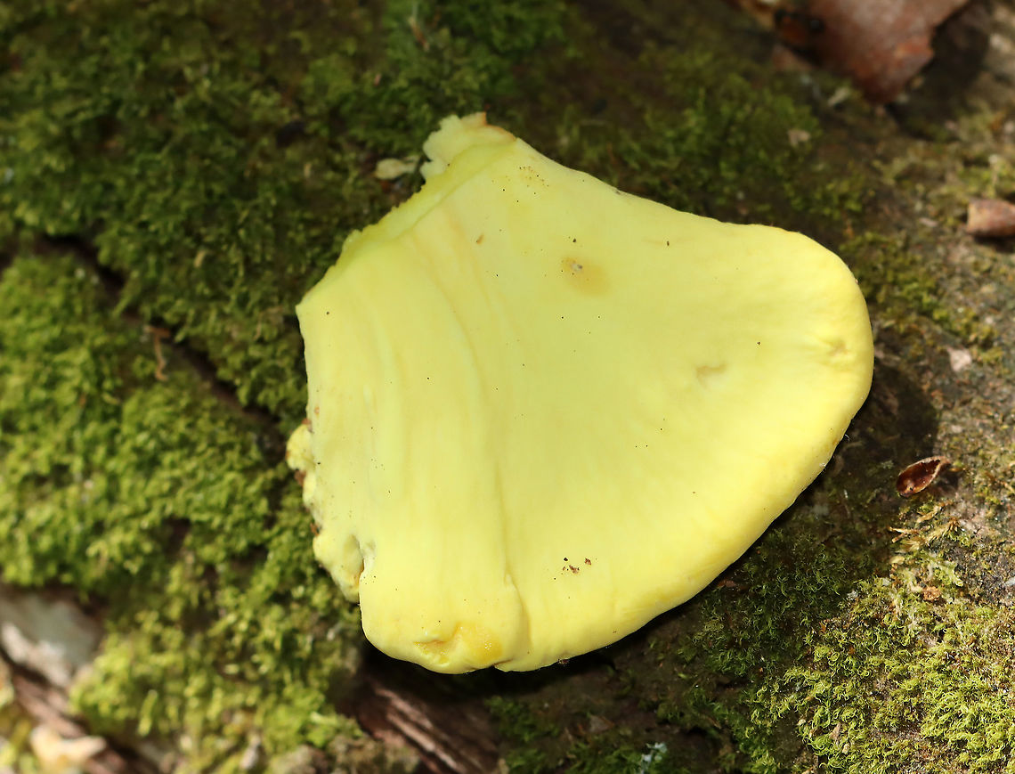 Chicken of the Woods - Laetiporus sulphureus My first time finding it in spring.<br />
<br />
Habitat: Rotting oak; deciduous forest<br />
<figure class="photo"><a href="https://www.jungledragon.com/image/94996/chicken_of_the_woods_-_laetiporus_sulphureus.html" title="Chicken of the Woods - Laetiporus sulphureus"><img src="https://s3.amazonaws.com/media.jungledragon.com/images/3232/94996_thumb.jpg?AWSAccessKeyId=05GMT0V3GWVNE7GGM1R2&Expires=1759968010&Signature=Bhq1NRxux%2Fcix4hjO73hM8VM7%2BU%3D" width="200" height="136" alt="Chicken of the Woods - Laetiporus sulphureus My first time finding it in spring.<br />
<br />
Habitat: Rotting oak; deciduous forest<br />
https://www.jungledragon.com/image/94999/chicken_of_the_woods_-_laetiporus_sulphureus.html<br />
https://www.jungledragon.com/image/94998/chicken_of_the_woods_-_laetiporus_sulphureus.html<br />
https://www.jungledragon.com/image/94997/chicken_of_the_woods_-_laetiporus_sulphureus.html Geotagged,Laetiporus,Laetiporus sulphureus,Spring,United States,chicken of the woods" /></a></figure><br />
<figure class="photo"><a href="https://www.jungledragon.com/image/94998/chicken_of_the_woods_-_laetiporus_sulphureus.html" title="Chicken of the Woods - Laetiporus sulphureus"><img src="https://s3.amazonaws.com/media.jungledragon.com/images/3232/94998_thumb.jpg?AWSAccessKeyId=05GMT0V3GWVNE7GGM1R2&Expires=1759968010&Signature=ft0pKQwpoBG0A225eMC2U6L0oVw%3D" width="200" height="138" alt="Chicken of the Woods - Laetiporus sulphureus My first time finding it in spring.<br />
<br />
Habitat: Rotting oak; deciduous forest<br />
https://www.jungledragon.com/image/94996/chicken_of_the_woods_-_laetiporus_sulphureus.html<br />
https://www.jungledragon.com/image/94999/chicken_of_the_woods_-_laetiporus_sulphureus.html<br />
https://www.jungledragon.com/image/94997/chicken_of_the_woods_-_laetiporus_sulphureus.html Geotagged,Laetiporus sulphureus,Spring,United States" /></a></figure><br />
<figure class="photo"><a href="https://www.jungledragon.com/image/94997/chicken_of_the_woods_-_laetiporus_sulphureus.html" title="Chicken of the Woods - Laetiporus sulphureus"><img src="https://s3.amazonaws.com/media.jungledragon.com/images/3232/94997_thumb.jpg?AWSAccessKeyId=05GMT0V3GWVNE7GGM1R2&Expires=1759968010&Signature=dJs0nlvJQp9sjJvt9BVj%2BagCIj8%3D" width="200" height="138" alt="Chicken of the Woods - Laetiporus sulphureus My first time finding it in spring.<br />
<br />
Habitat: Rotting oak; deciduous forest<br />
https://www.jungledragon.com/image/94998/chicken_of_the_woods_-_laetiporus_sulphureus.html<br />
https://www.jungledragon.com/image/94999/chicken_of_the_woods_-_laetiporus_sulphureus.html<br />
https://www.jungledragon.com/image/94996/chicken_of_the_woods_-_laetiporus_sulphureus.html Geotagged,Laetiporus sulphureus,Spring,United States" /></a></figure> Geotagged,Laetiporus sulphureus,Spring,United States