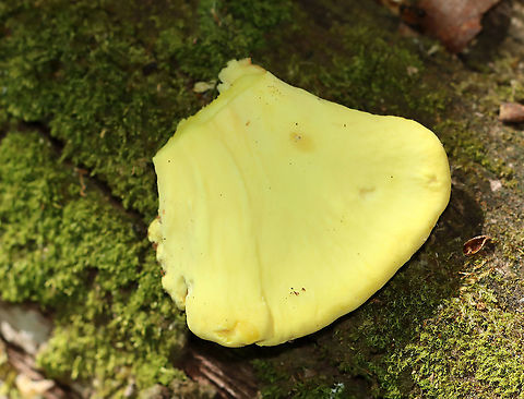 Chicken of the Woods - Laetiporus sulphureus My first time finding it in spring.

Habitat: Rotting oak; deciduous forest
https://www.jungledragon.com/image/94996/chicken_of_the_woods_-_laetiporus_sulphureus.html
https://www.jungledragon.com/image/94998/chicken_of_the_woods_-_laetiporus_sulphureus.html
https://www.jungledragon.com/image/94997/chicken_of_the_woods_-_laetiporus_sulphureus.html Geotagged,Laetiporus sulphureus,Spring,United States