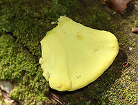 Chicken of the Woods - Laetiporus sulphureus My first time finding it in spring.<br />
<br />
Habitat: Rotting oak; deciduous forest<br />
https://www.jungledragon.com/image/94996/chicken_of_the_woods_-_laetiporus_sulphureus.html<br />
https://www.jungledragon.com/image/94998/chicken_of_the_woods_-_laetiporus_sulphureus.html<br />
https://www.jungledragon.com/image/94997/chicken_of_the_woods_-_laetiporus_sulphureus.html Geotagged,Laetiporus sulphureus,Spring,United States