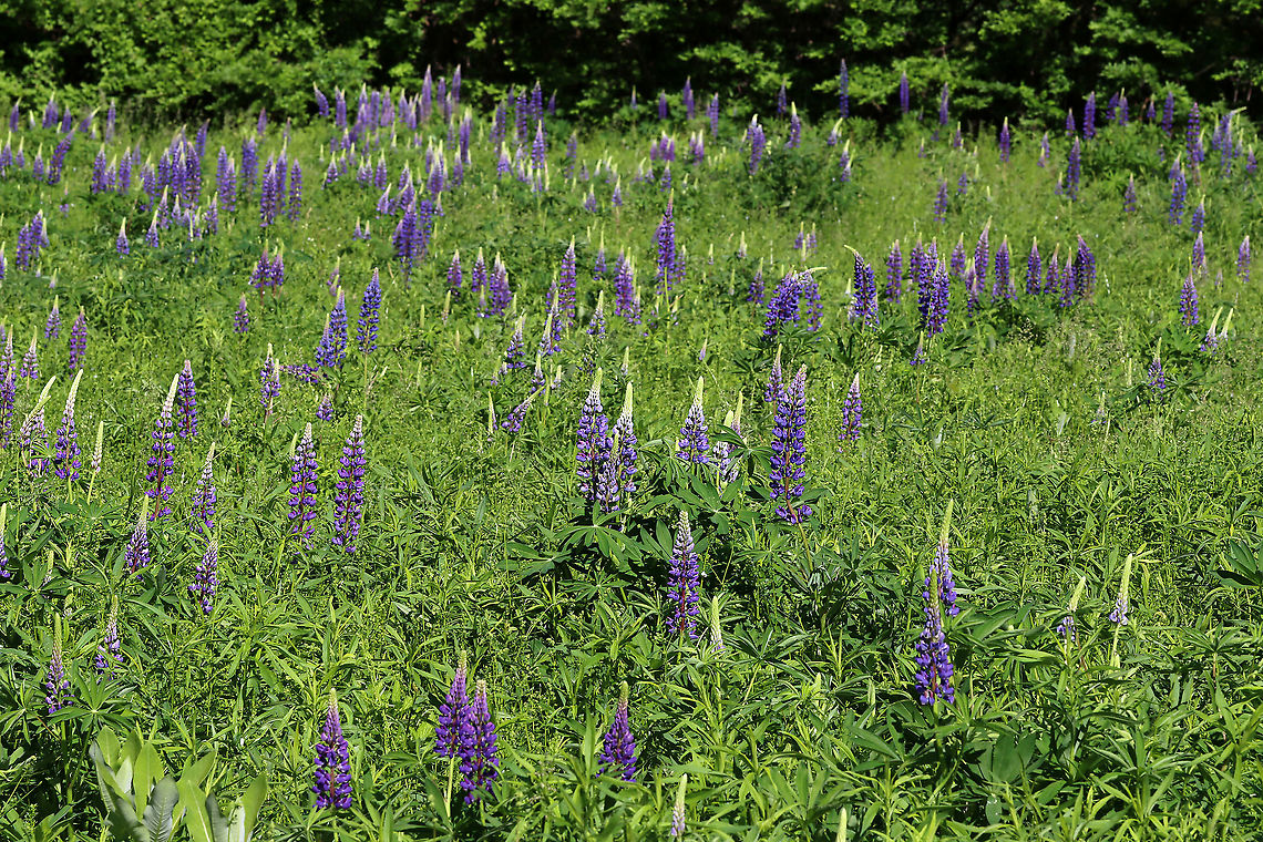Wild Lupine - Lupinus perennis Lupine was growing wild throughout this meadow. It was gorgeous!<br />
<br />
Habitat: Meadow Geotagged,Lupine,Lupinus,Lupinus perennis,Spring,United States,Wild Lupine,Wild perennial lupine