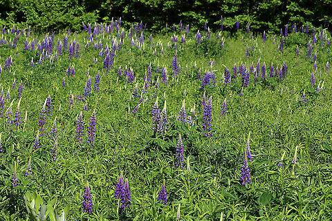 Wild Lupine - Lupinus perennis Lupine was growing wild throughout this meadow. It was gorgeous!

Habitat: Meadow Geotagged,Lupine,Lupinus,Lupinus perennis,Spring,United States,Wild Lupine,Wild perennial lupine