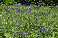 Wild Lupine - Lupinus perennis Lupine was growing wild throughout this meadow. It was gorgeous!<br />
<br />
Habitat: Meadow Geotagged,Lupine,Lupinus,Lupinus perennis,Spring,United States,Wild Lupine,Wild perennial lupine