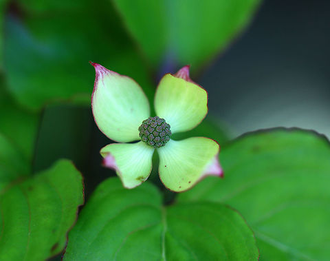 Kousa Dogwood - Cornus kousa Habitat: Growing as an ornamental in a garden
https://www.jungledragon.com/image/95004/kousa_dogwood_-_cornus_kousa.html
https://www.jungledragon.com/image/95003/kousa_dogwood_-_cornus_kousa.html Cornus,Cornus kousa,Geotagged,Kousa dogwood,Spring,United States,dogwood
