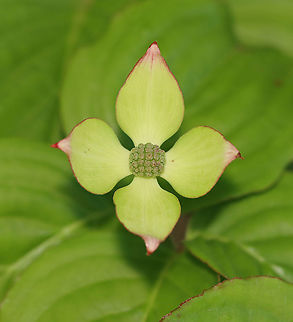 Kousa Dogwood - Cornus kousa Habitat: Growing as an ornamental in a garden
https://www.jungledragon.com/image/95002/kousa_dogwood_-_cornus_kousa.html
https://www.jungledragon.com/image/95004/kousa_dogwood_-_cornus_kousa.html Cornus,Cornus kousa,Geotagged,Kousa dogwood,Spring,United States,dogwood