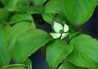 Kousa Dogwood - Cornus kousa Habitat: Growing as an ornamental in a garden<br />
https://www.jungledragon.com/image/95002/kousa_dogwood_-_cornus_kousa.html<br />
https://www.jungledragon.com/image/95003/kousa_dogwood_-_cornus_kousa.html Cornus kousa,Geotagged,Kousa dogwood,Spring,United States