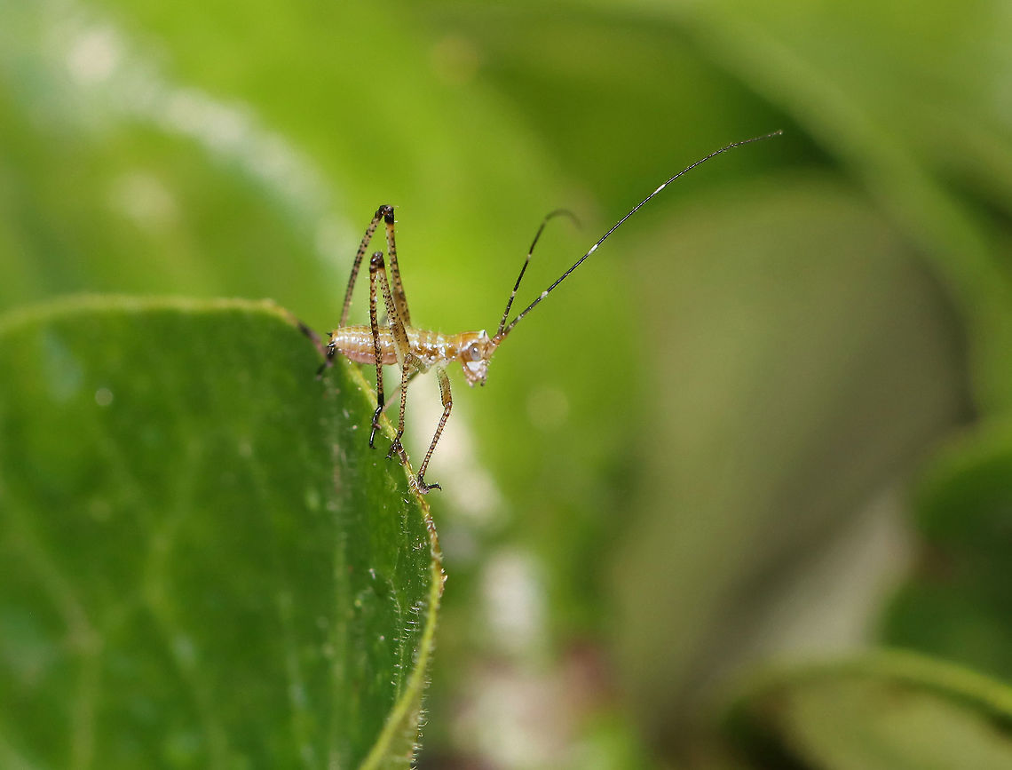 Fork-tailed Bush Katydid Nymph - Scudderia furcata <br />
Habitat: Sizing up its kingdom in a rural garden Fork-tailed Bush Katydid,Geotagged,Scudderia furcata,Spring,United States,katydid nymph,nymph