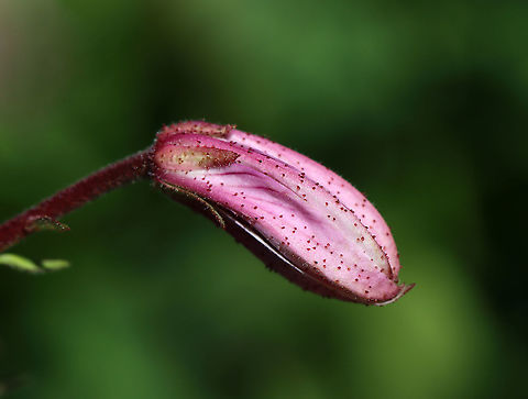 Burning Bush Bud - Dictamnus albus Stems are topped by terminal racemes of fragrant, 5-petaled light pink flowers that have darker pink stripes. In hot weather, flowers emit a flammable oil, which can be ignited - resulting in a brief vapor burn that is harmless to the plant.

Habitat: Rural garden
https://www.jungledragon.com/image/95006/burning_bush_-_dictamnus_albus.html
https://www.jungledragon.com/image/95007/burning_bush_-_dictamnus_albus.html Burning bush,Dictamnus albus,Geotagged,Spring,United States