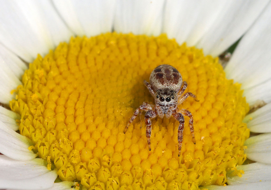 Common White-Cheeked Jumping Spider (Female) - Pelegrina proterva Habitat: Rural garden Common White-Cheeked Jumping Spider,Geotagged,Pelegrina,Pelegrina proterva,Spring,United States,jumping spider,spider