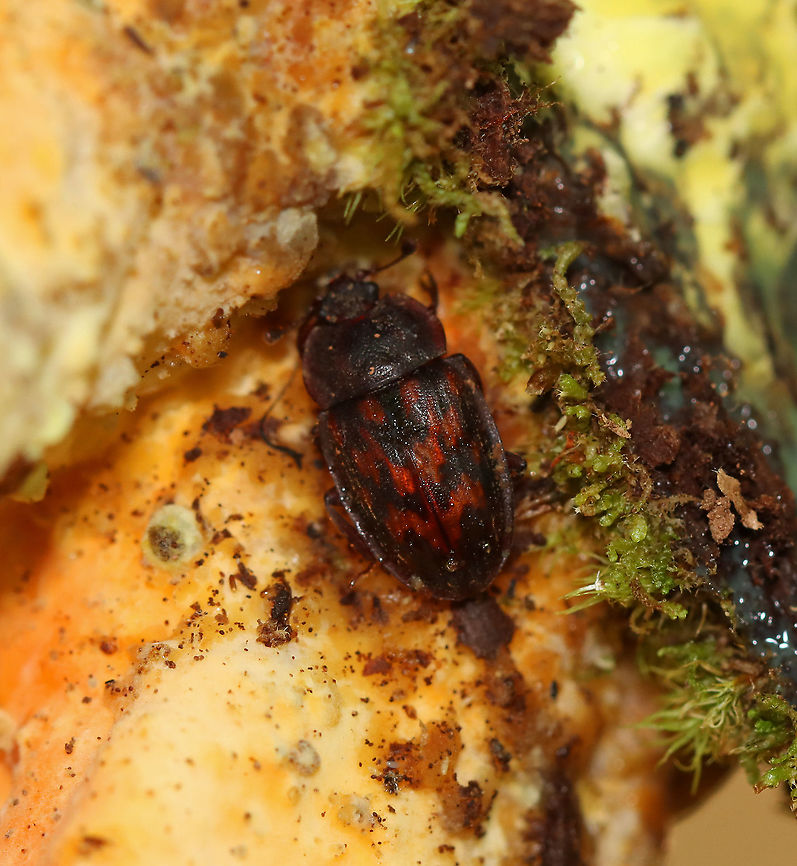 Phenolia grossa TL: ~8 mm.<br />
<br />
Habitat: Found on fungus in a deciduous forest Geotagged,Phenolia,Phenolia grossa,Spring,United States,beetle