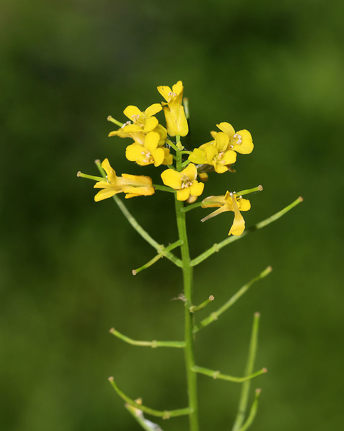 Field Mustard - Brassica rapa Cultivars of field mustard include garden vegetables, such as turnips, which are one of the earliest known cultivated crops.<br />
<br />
Habitat: Meadow/forest edge Brassica,Brassica rapa,Geotagged,Spring,United States,bird rape,field mustard,keblock,turnip rape