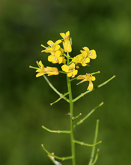 Field Mustard - Brassica rapa Cultivars of field mustard include garden vegetables, such as turnips, which are one of the earliest known cultivated crops.

Habitat: Meadow/forest edge Brassica,Brassica rapa,Geotagged,Spring,United States,bird rape,field mustard,keblock,turnip rape
