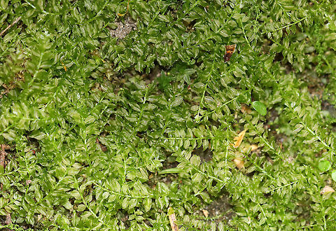 Woodsy Thyme-moss - Plagiomnium cuspidatum Habitat: Moist woodland Geotagged,Plagiomnium cuspidatum,Spring,United States,moss