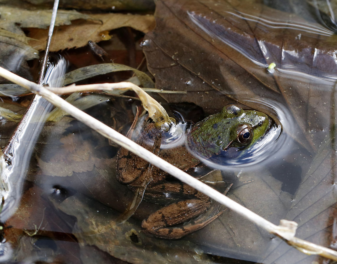 Green Frog - Lithobates clamitans Habitat: Wetland Geotagged,Green frog,Lithobates,Lithobates clamitans,Spring,United States,frog