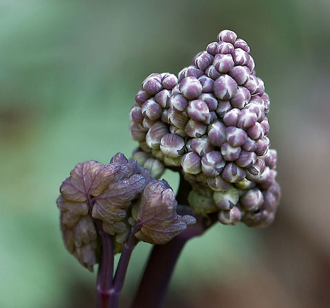 Early Meadow Rue - Thalictrum dioicum The species name is derived from the Greek word meaning "two households", which alludes to the fact that the male and female flowers are on separate plants.

Habitat: Rocky, deciduous forest Early meadow-rue,Geotagged,Spring,Thalictrum dioicum,United States