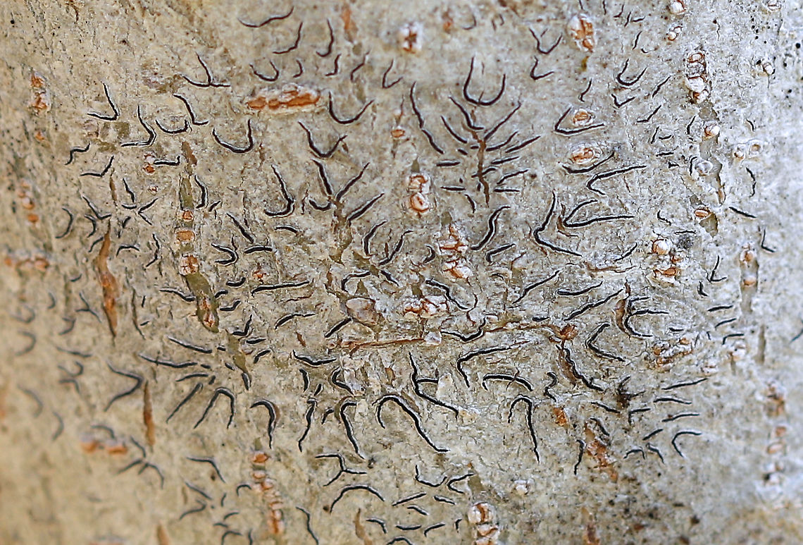 Script Lichen - Graphis scripta Habitat: Hardwood tree in a rocky, forested wetland. Geotagged,Graphis,Graphis scripta,Spring,United States,lichen,script lichen