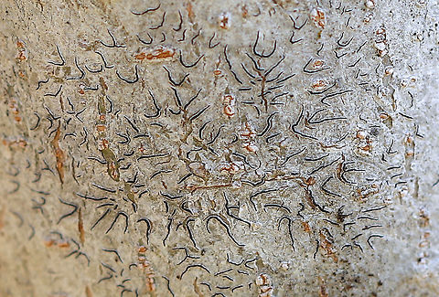 Script Lichen - Graphis scripta Habitat: Hardwood tree in a rocky, forested wetland. Geotagged,Graphis,Graphis scripta,Spring,United States,lichen,script lichen