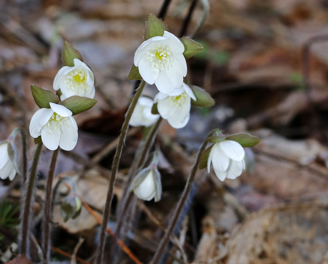 Hepatica nobilis The word "hepatica" is derived from the Latin word for "liver", which refers to the supposed resemblance of the leaves to the liver. This resemblance led early herbalists to assume that these plants would be effective in treating liver ailments.<br />
<br />
Habitat: Rocky, forested wetland<br />
<figure class="photo"><a href="https://www.jungledragon.com/image/95053/hepatica_nobilis.html" title="Hepatica nobilis"><img src="https://s3.amazonaws.com/media.jungledragon.com/images/3232/95053_thumb.jpg?AWSAccessKeyId=05GMT0V3GWVNE7GGM1R2&Expires=1759968010&Signature=T7AZgDpzVB3GsuVMDvtH94dQM%2BE%3D" width="200" height="158" alt="Hepatica nobilis The word "hepatica" is derived from the Latin word for "liver", which refers to the supposed resemblance of the leaves to the liver. This resemblance led early herbalists to assume that these plants would be effective in treating liver ailments.<br />
<br />
Habitat: Rocky, forested wetland<br />
https://www.jungledragon.com/image/95052/hepatica_nobilis.html Geotagged,Hepatica nobilis,Spring,United States" /></a></figure> Anemone acutiloba,Geotagged,Hepatica nobilis,Spring,United States,anemone,hepatica
