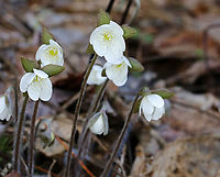 Hepatica nobilis The word "hepatica" is derived from the Latin word for "liver", which refers to the supposed resemblance of the leaves to the liver. This resemblance led early herbalists to assume that these plants would be effective in treating liver ailments.<br />
<br />
Habitat: Rocky, forested wetland<br />
https://www.jungledragon.com/image/95053/hepatica_nobilis.html Anemone acutiloba,Geotagged,Hepatica nobilis,Spring,United States,anemone,hepatica