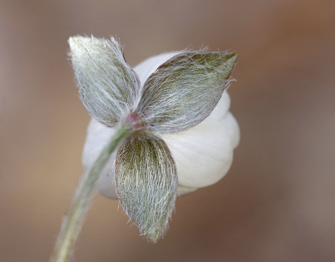 Hepatica nobilis The word &quot;hepatica&quot; is derived from the Latin word for &quot;liver&quot;, which refers to the supposed resemblance of the leaves to the liver. This resemblance led early herbalists to assume that these plants would be effective in treating liver ailments.<br />
<br />
Habitat: Rocky, forested wetland<br />
<figure class="photo"><a href="https://www.jungledragon.com/image/95052/hepatica_nobilis.html" title="Hepatica nobilis"><img src="https://s3.amazonaws.com/media.jungledragon.com/images/3232/95052_thumb.jpg?AWSAccessKeyId=05GMT0V3GWVNE7GGM1R2&Expires=1767225610&Signature=8RfP9g46xWatKWT7FsmnX5Cwk60%3D" width="200" height="162" alt="Hepatica nobilis The word &quot;hepatica&quot; is derived from the Latin word for &quot;liver&quot;, which refers to the supposed resemblance of the leaves to the liver. This resemblance led early herbalists to assume that these plants would be effective in treating liver ailments.<br />
<br />
Habitat: Rocky, forested wetland<br />
https://www.jungledragon.com/image/95053/hepatica_nobilis.html Anemone acutiloba,Geotagged,Hepatica nobilis,Spring,United States,anemone,hepatica" /></a></figure> Geotagged,Hepatica nobilis,Spring,United States