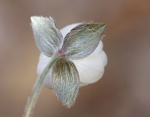 Hepatica nobilis The word "hepatica" is derived from the Latin word for "liver", which refers to the supposed resemblance of the leaves to the liver. This resemblance led early herbalists to assume that these plants would be effective in treating liver ailments.

Habitat: Rocky, forested wetland
https://www.jungledragon.com/image/95052/hepatica_nobilis.html Geotagged,Hepatica nobilis,Spring,United States