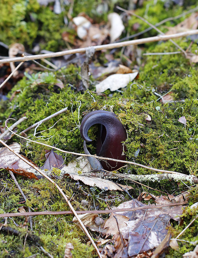 Eastern Skunk Cabbage - Symplocarpus foetidus Habitat: Bog Eastern skunk cabbage,Geotagged,Spring,Symplocarpus foetidus,United States