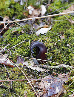 Eastern Skunk Cabbage - Symplocarpus foetidus Habitat: Bog Eastern skunk cabbage,Geotagged,Spring,Symplocarpus foetidus,United States