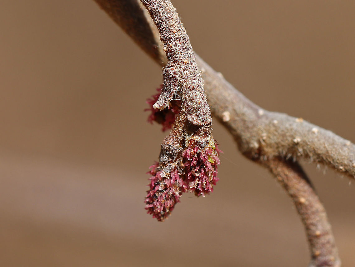 Alder - Alnus sp. Habitat: Growing in a bog in a mixed forest<br />
 Alder,Alnus,Geotagged,Spring,United States
