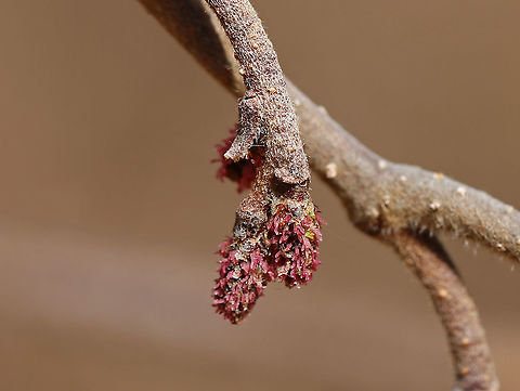 Alder - Alnus sp. Habitat: Growing in a bog in a mixed forest
 Alder,Alnus,Geotagged,Spring,United States