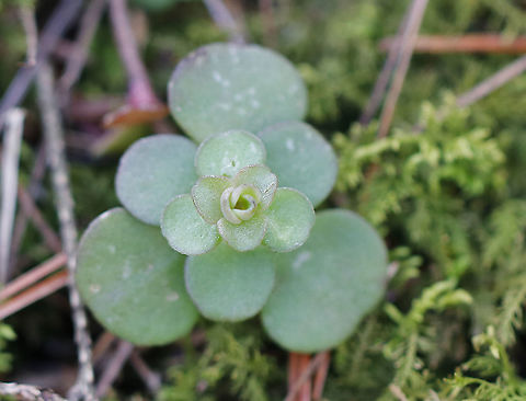 Woodland Stonecrop - Sedum ternatum 
Woodland Stonecrop has beautiful white flowers, which bloom April to May, but I have never seen these in bloom even though I check them multiple times during spring.

The common name of "stonecrop" refers to its ability to thrive on boulders, where its succulent leaves help it to retain moisture in shallow soil. 

Habitat: Mixed wetland Geotagged,Sedum,Sedum ternatum,Spring,Stonecrop,United States,Woodland stonecrop
