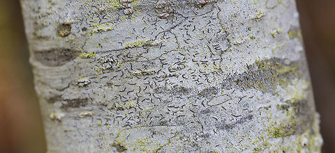 Script Lichen - Graphis scripta Habitat: Mixed wetland Geotagged,Graphis,Graphis scripta,Spring,United States,lichen