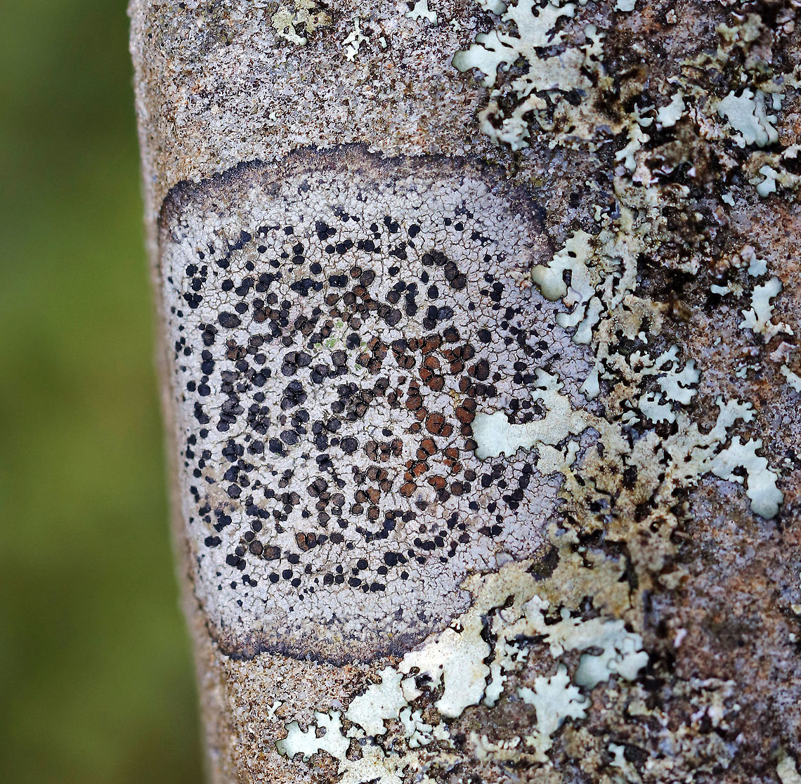 Smoky-eye Boulder Lichen - Porpidia albocaerulescens Habitat: Rock bridge over a river Geotagged,Porpidia,Porpidia albocaerulescens,Smokey-eyed Boulder Lichen,Spring,United States,lichen