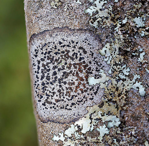 Smoky-eye Boulder Lichen - Porpidia albocaerulescens Habitat: Rock bridge over a river Geotagged,Porpidia,Porpidia albocaerulescens,Smokey-eyed Boulder Lichen,Spring,United States,lichen