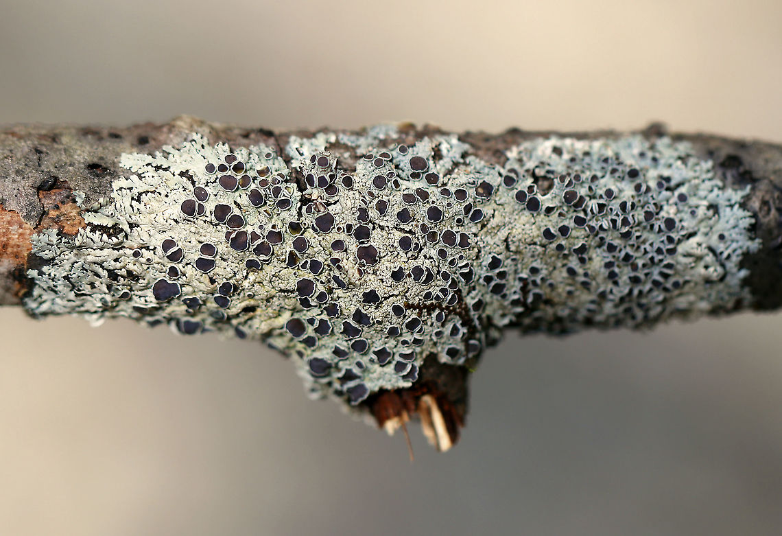 Lichen - Physcia pumilior Thallus was pale greenish and the apothecia were brown.<br />
 Geotagged,Physcia,Physcia pumilior,Spring,United States,lichen