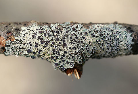 Lichen - Physcia pumilior Thallus was pale greenish and the apothecia were brown.
 Geotagged,Physcia,Physcia pumilior,Spring,United States,lichen