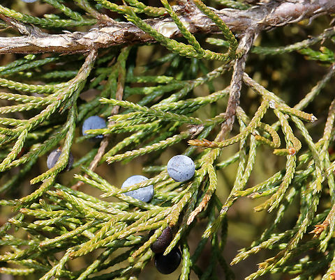 Eastern Red Cedar - Juniperus virginiana Meadow/forest edge Eastern Red-cedar,Geotagged,Juniperus,Juniperus virginiana,Spring,United States,cedar