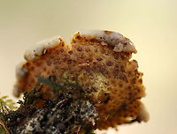 Blown-out Earthball - Scleroderma citrinum Old puffballs that look really awesome! They were cup-shaped and completely cleaned out (from the rain, maybe). What was left on the inside had the consistency of custard. The outer parts/flaps of most of the puffballs felt like cold scrambled eggs.<br />
<br />
Habitat: Growing under a conifer<br />
https://www.jungledragon.com/image/95066/blown-out_earthball_-_scleroderma_citrinum.html Common Earthball,Geotagged,Scleroderma citrinum,Spring,United States,earthball,puffball